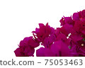 Bougainvilleas isolated on white background. Save with clipping path. 75053463
