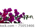 Bougainvilleas isolated on white background. Save with clipping path. 75053466