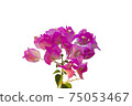 Bougainvilleas isolated on white background. Save with clipping path. 75053467
