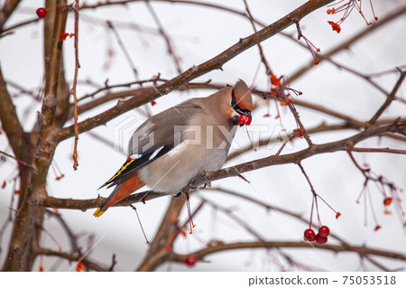 Bohemian waxwing winter passerine bird feeding on berries 75053518