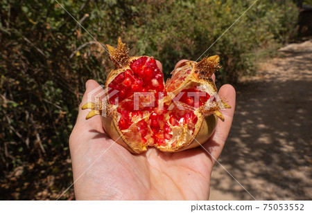 Ripe pomegranate in the men hand. Harvest concept. Selective focus. 75053552
