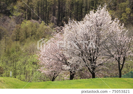 Cherry blossoms at the park golf course at the North Lake Memorial Hall in Sobetsu Town 75053821