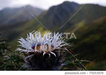 mountain flower mountain flower 75053870