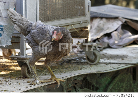 The gray fighting hen in garden The gray fighting hen in garden 75054215