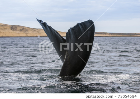 Whale Patagonia Argentina Whale Patagonia Argentina 75054584