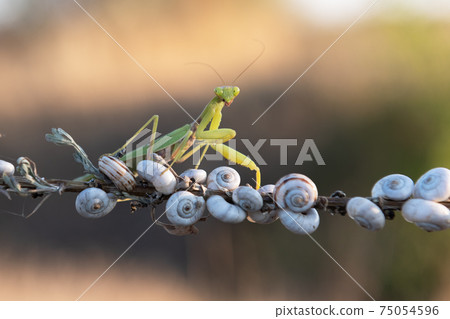 European Mantis religiosa or Praying Mantis on European Mantis religiosa or Praying Mantis on 75054596
