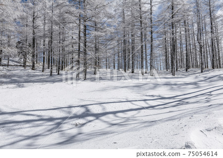 Snowy landscape of the plateau 75054614