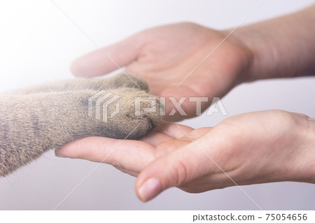 hands and paws of a cat on a white background friendship concept. Pets are human friends hands and paws of a cat on a white background friendship concept. Pets are human friends 75054656