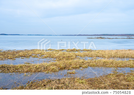 Grass in a marshy wetland. Picture from Lund, Sweden Grass in a marshy wetland. Picture from Lund, Sweden 75054828