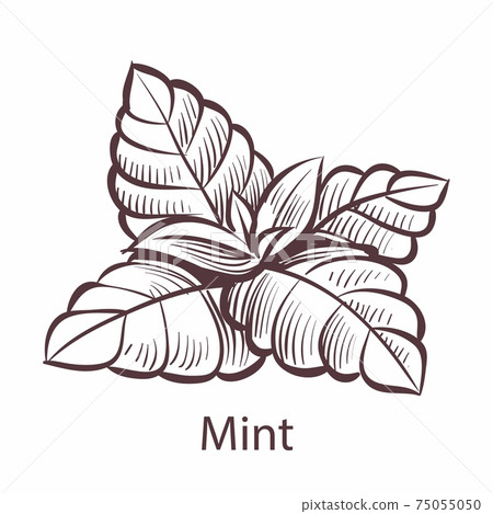 Mint icon. Hand drawn detailed organic product sketch style illustration, fresh organic leaves engraving drawing, tea toothpaste or gum label, cooking symbol vector single isolated object Mint icon. Hand drawn detailed organic product sketch style illustration, fresh organic leaves engraving drawing, tea toothpaste or gum label, cooking symbol vector single isolated object 75055050