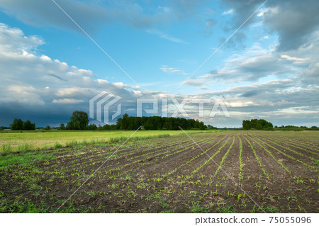 Field with sown corn, forest and clouds on the sky Field with sown corn, forest and clouds on the sky 75055096
