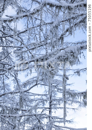 Snowy landscape of the plateau 75055196