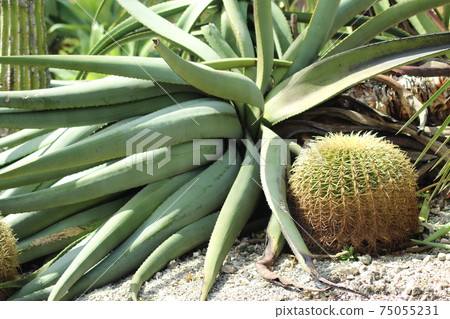 Round cactus and fucking big aloe Round cactus and fucking big aloe 75055231