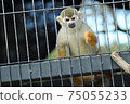 圈養猴子 75055233