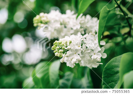 Spring lilac white flowers 75055365