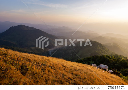 Beautiful landscape of mountains and cattle. 75055671