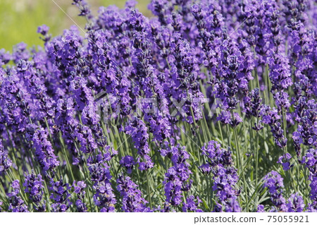 Lavender field Lavender Furano Lavender field Lavender Furano 75055921