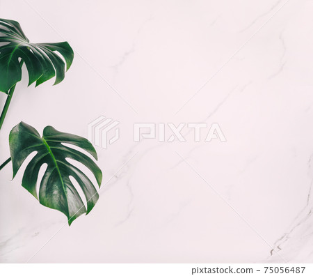 Floral natural background. Monstera tropical green plant leaf white background 75056487