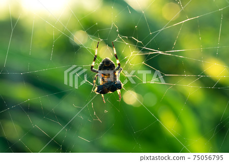 Spiders and prey in webs. Spiders and prey in webs. 75056795