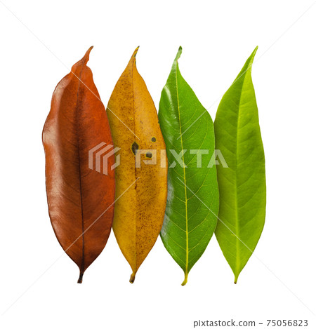 Autumn leaves isolated 75056823