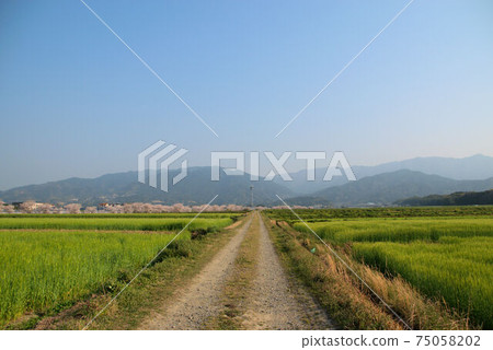 春季農場路風光麥田和櫻花 春季農場路風光麥田和櫻花 75058202