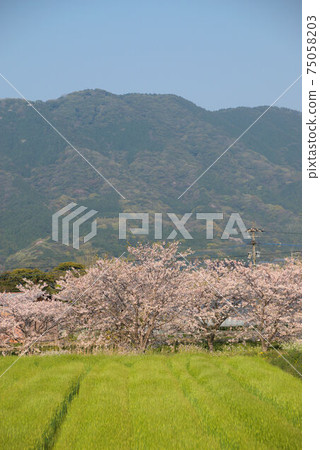 櫻花和麥田絲島風光 75058203
