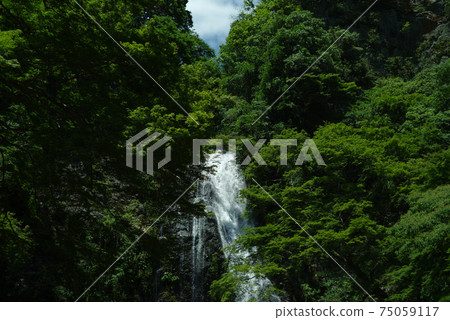 Fresh green and waterfall, Minoh waterfall 75059117