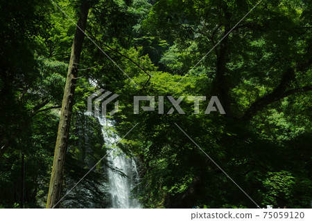 Fresh green and waterfall, Minoh waterfall 75059120