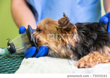 Preoxygenation technique in dog with oxygen mask. Veterinary Doctor prepares dog for anesthesia 75059161