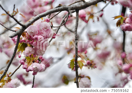 Pink cherry blossoms, passing through the mint cherry blossoms Pink cherry blossoms, passing through the mint cherry blossoms 75059162