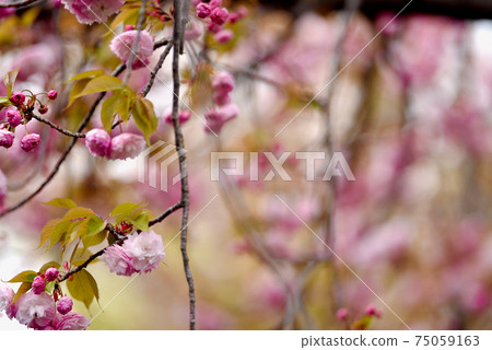 Pink cherry blossoms, passing through the mint cherry blossoms Pink cherry blossoms, passing through the mint cherry blossoms 75059163