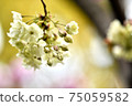 Green cherry blossoms, passing through the mint cherry blossoms 75059582