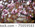 Pink cherry blossoms, passing through the mint cherry blossoms 75059583