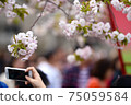 Pink cherry blossoms and mobile phone mint cherry blossoms 75059584