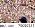 Pink cherry blossoms and hat 75059585