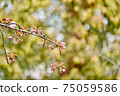 Pink cherry blossoms, passing through the mint cherry blossoms 75059586