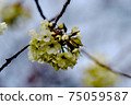 Green cherry blossoms, passing through the mint cherry blossoms 75059587