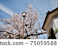 Pink cherry blossoms and blue sky through the mint cherry blossoms 75059588