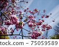 Pink cherry blossoms and blue sky through the mint cherry blossoms 75059589