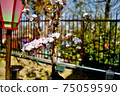 Small pink cherry blossoms and lanterns passing through the mint cherry blossoms 75059590