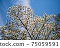 White cherry blossoms and blue sky 75059591