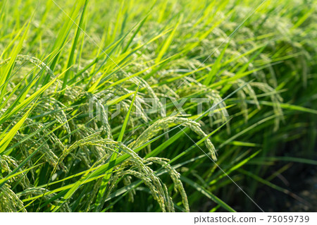 藍米耳朵鮮綠色稻米(8月) 藍米耳朵鮮綠色稻米(8月) 75059739