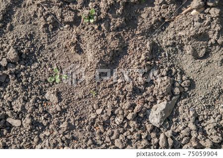 soil plain texture for background 75059904