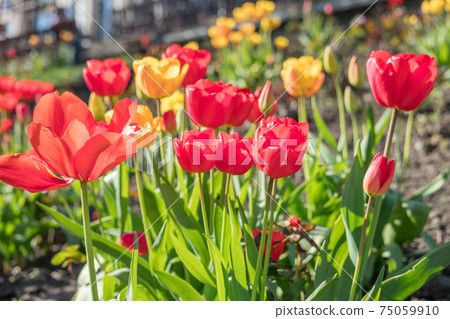 Flowers in Princes Street Gardens, Edinburgh, United Kingdom. Spring season. Flowers in Princes Street Gardens, Edinburgh, United Kingdom. Spring season. 75059910