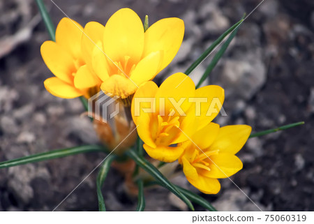 Spring beautiful crocus flowers blooming in a park in sunlight. Spring beautiful crocus flowers blooming in a park in sunlight. 75060319