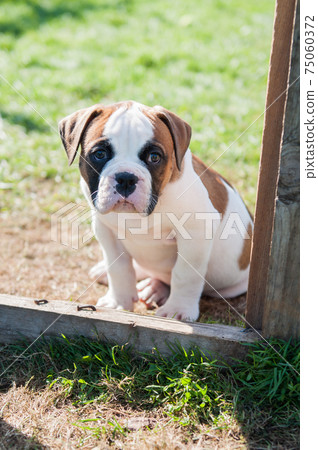 Funny white red spotted American Bulldog puppy is on nature Funny white red spotted American Bulldog puppy is on nature 75060372