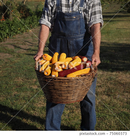 Farmer and corn harvest 75060373