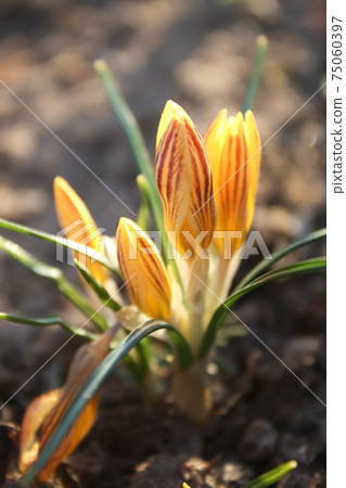 Spring beautiful crocus flowers blooming in a park in sunlight. Spring beautiful crocus flowers blooming in a park in sunlight. 75060397