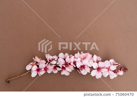 almond tree bloom almond tree bloom 75060470
