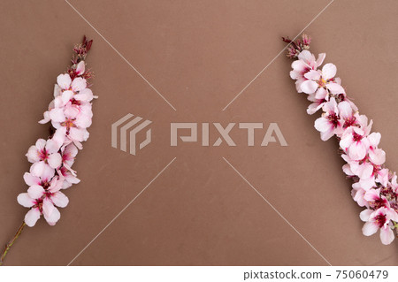 almond tree bloom almond tree bloom 75060479